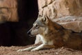 The Arabian wolf (Canis lupus arabs), portraitThe Arabian wolf (Canis lupus arabs)