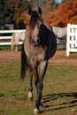 Arabian yearling horse