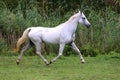 Arabian young grey horse galloping on pasture against green back Royalty Free Stock Photo