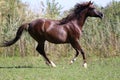 Arabian young horse galloping on pasture against green reed Royalty Free Stock Photo