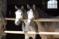 Nice thoroughbred foals standing in the stable door summertime Royalty Free Stock Photo