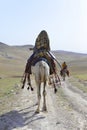 Arabians beduins riding a white camel and donkey in the Israeli desert