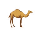 Arabic camel animal vector illustration Royalty Free Stock Photo
