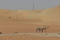 Arabic camels in desert of Abu Dhabi, U.A.E