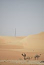 Arabic camels in desert of Abu Dhabi, U.A.E