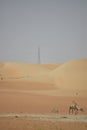 Arabic camels in desert of Abu Dhabi, U.A.E