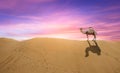 Arabic camels in Oman desert standing in soft brown sand