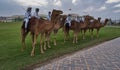 Arabic men in Traditional costume riding camels and standing in front of the Amiri diwan in Doha Qatar