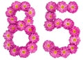 Arabic numeral 85, eighty five, from flowers of chrysanthemum, i