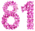 Arabic numeral 81, eighty one, from flowers of viola, isolated o