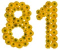 Arabic numeral 81, eighty one, from yellow flowers of buttercup, isolated on white background