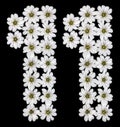 Arabic numeral 11, eleven, one, from white flowers of Cerastium