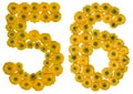 Arabic numeral 56, fifty six, from yellow flowers of buttercup,