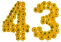 Arabic numeral 43, forty three, from yellow flowers of buttercup