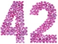 Arabic numeral 42, forty two, from flowers of lilac, isolated on