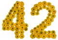 Arabic numeral 42, forty two, from yellow flowers of buttercup, Royalty Free Stock Photo