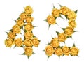 Arabic numeral 42, forty two, from yellow flowers of rose, isolated on white background Royalty Free Stock Photo