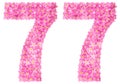 Arabic numeral 77, seventy seven, pink forget-me-not flowers, is