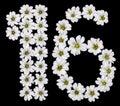 Arabic numeral 16, sixteen, one, six, from white flowers of Cera Royalty Free Stock Photo