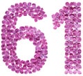 Arabic numeral 61, sixty one, from flowers of lilac, isolated on