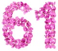 Arabic numeral 61, sixty one, from flowers of viola, isolated on