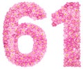 Arabic numeral 61, sixty one, from pink forget-me-not flowers, i