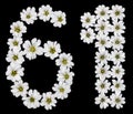 Arabic numeral 61, sixty one, sixty, six, one, from white flower Royalty Free Stock Photo