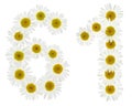 Arabic numeral 61, sixty one, from white flowers of chamomile, i