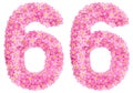 Arabic numeral 66, sixty six, from pink forget-me-not flowers, i
