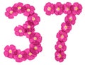 Arabic numeral 37, thirty seven, from pink flowers of flax, isolated on white background