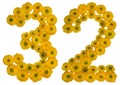 Arabic numeral 32, thirty two, from yellow flowers of buttercup, isolated on white background Royalty Free Stock Photo