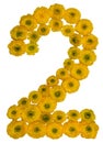 Arabic numeral 2, two, from yellow flowers of buttercup, isolate Royalty Free Stock Photo