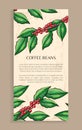 Arabic Plant, Coffee Beans, Java Plant Vector