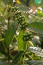 Arabica coffee beans. Coffea arabica green coffee beans on the tree. Toraja Arabica stock photography Cherry bean on the Coffee