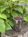 Arabica coffee beans with a cup of beverage are placed on a chopped tree, with a background of fresh green leaves. Royalty Free Stock Photo