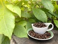 Arabica coffee beans with a cup of beverage are placed on a chopped tree, with a background of fresh green leaves. Royalty Free Stock Photo