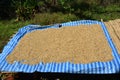 Arabica Coffee beans drying in the sun. Royalty Free Stock Photo