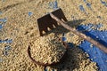 Arabica Coffee beans drying in the sun. Royalty Free Stock Photo