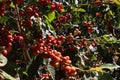 Arabica Coffee, Beans from Ethiopia