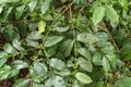 Arabica coffee beans ripening, fresh coffee. Industry agriculture on tree in Bali. Coffea arabica Close up, berry ripening on tree Royalty Free Stock Photo