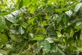 Arabica coffee beans ripening, fresh coffee. Industry agriculture on tree in Bali. Coffea arabica Close up, berry ripening on tree Royalty Free Stock Photo