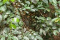 Arabica coffee beans ripening, fresh coffee. Industry agriculture on tree in Bali. Coffea arabica Close up, berry ripening on tree Royalty Free Stock Photo