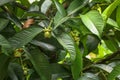 Arabica coffee beans ripening, fresh coffee. Industry agriculture on tree in Bali. Coffea arabica Close up, berry ripening on tree Royalty Free Stock Photo