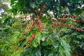 Arabica coffee berries on Bolaven Plateau. Royalty Free Stock Photo