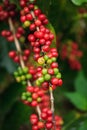 Arabica coffee berries on Bolaven Plateau. Royalty Free Stock Photo