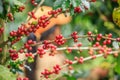 Arabica coffee berries on Bolaven Plateau. Royalty Free Stock Photo