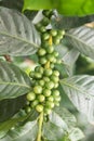 Arabica Coffee berry in coffee tree plantation.Fresh green berry of coffee in organic farm. selective focus