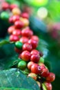 Arabica coffee on cherry status