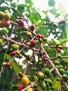 Coffee beans on the tree in Flores  Indonesia. Royalty Free Stock Photo