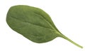 Arabica coffee leaf on a white background Royalty Free Stock Photo